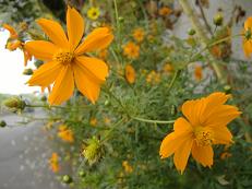 キバナコスモス