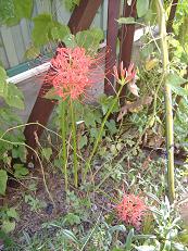 �q�K���o�i