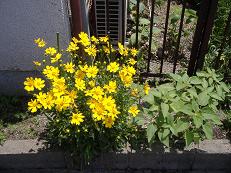 �R���I�v�V�X