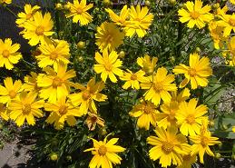 �R���I�v�V�X