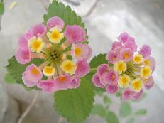 �����^�i