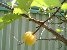 �A���Y�̎�