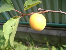 �A���Y�̎�