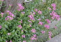 �t���b�N�X