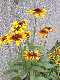 ���h�x�L�A