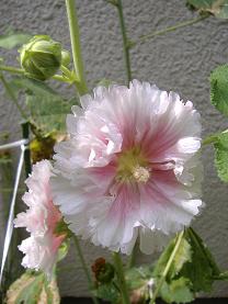 �^�`�A�I�C