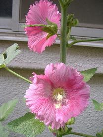 �^�`�A�I�C