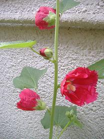 �^�`�A�I�C