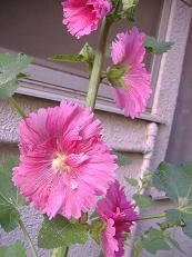 �^�`�A�I�C