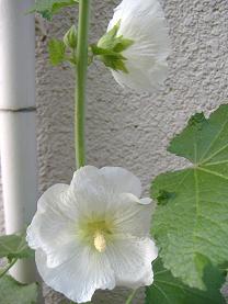 �^�`�A�I�C