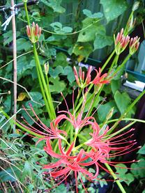 �q�K���o�i