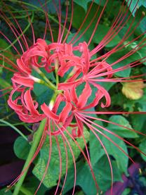 �q�K���o�i