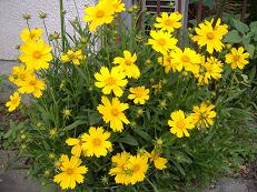 �R���I�v�V�X