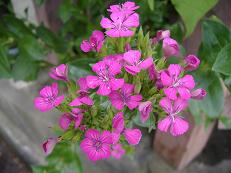 �t���b�N�X