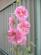 �^�`�A�I�C