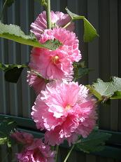 �^�`�A�I�C