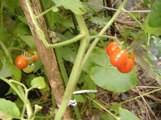 �~�j�g�}�g