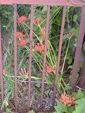 �q�K���o�i