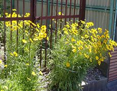 �R���I�v�V�X