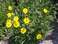 �R���I�v�V�X