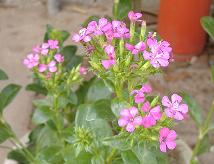 �t���b�N�X