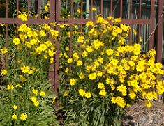 �R���I�v�V�X