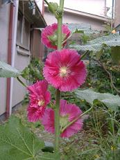 �^�`�A�I�C