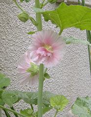 �^�`�A�I�C