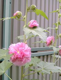 �^�`�A�I�C