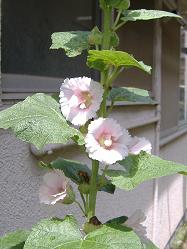 �^�`�A�I�C