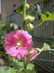 �^�`�A�I�C