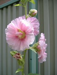 �^�`�A�I�C