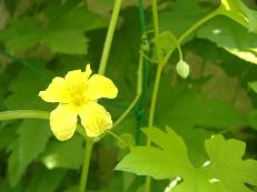 �S�[���i�ԁj