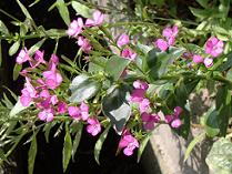 �t���b�N�X