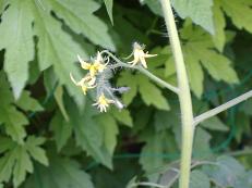 �~�j�g�}�g�i�ԁj