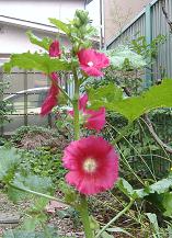 �^�`�A�I�C