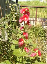 �^�`�A�I�C