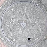 �����R�s�}���z�[��