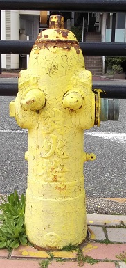 �M�C�s���̏��ΐ�