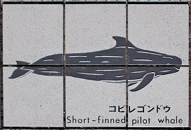 ���n������