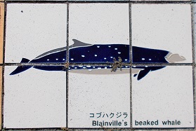 ���n������