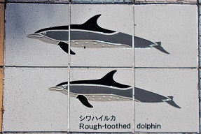 ���n������