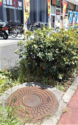 ���{�}���z�[��