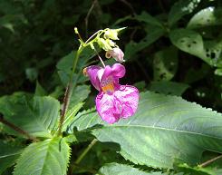 �c���t�l�\�E