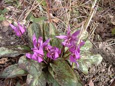 �J�^�N���̉�