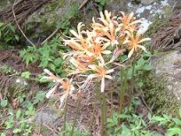 �L�c�l�m�J�~�\��