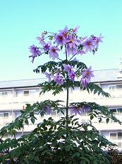 �c��_���A