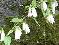 �z�^���u�N��