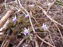 �L�N�U�L�C�`�Q