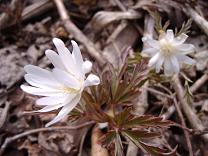 �L�N�U�L�C�`�Q